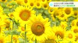 「香美市に人を呼びたい」ふるさとを思う若者が奮闘 ヒマワリ畑の新たな名所が高知県香美市に誕生 | 高知のニュース・天気|KUTV NEWS | KUTVテレビ高知