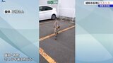 盛岡市のまつり会場に国の天然記念物がふらりと出現!? 駐車場を堂々と駆け抜けるあの動物!|TBS NEWS DIG