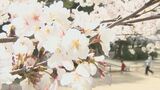 名所で桜が満開 ソメイヨシノなど75本が咲き誇る 大分・日田市、亀山公園 | 大分のニュース|OBS NEWS|大分放送