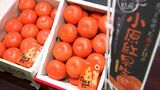 贈答用として人気の高級ミカン「小原紅早生」の初セリ　ご祝儀相場は去年を上回る1箱40万円【香川】　|　岡山・香川のニュース | 天気 | RSK山陽放送