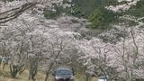 「すごいきれいに咲いていてよかった」約１０００本の「桜のトンネル」見頃に　みやこ町の仲哀公園　太宰府や久留米では５月上旬並みの暖かさに|TBS NEWS DIG