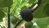 全国でも珍しい 幻の黒イチジク「黒蜜姫」収穫ピーク　|　石川県のニュース｜MRO北陸放送