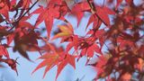 【カメラマン推しの~紅葉~】江戸時代の殿様たちが見たかもしれない『的石御茶屋跡』 熊本・阿蘇市 | 熊本のニュース|RKK NEWS|RKK熊本放送