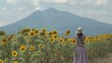 最初で最後の『ヒマワリ畑』見頃に りんご公園に夏の風景広がる「ぜひ目に焼き付けていただきたい」 青森県弘前市|TBS NEWS DIG