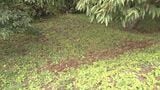 栗拾いの男性がクマに襲われ大ケガ 現場に設置した“おり”で2頭のクマ捕獲 県内の人身被害は今年度4件目 岐阜・高山市|TBS NEWS DIG