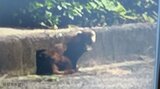 住宅地の公園でクマの目撃情報　調査の結果「アナグマらしき動物」と判明　画像には長い尾　広島･廿日市市|TBS NEWS DIG