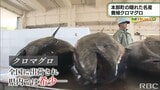 本部町の隠れた名物クロマグロ 【わがまちLink41】 | 沖縄のニュース|RBC 琉球放送
