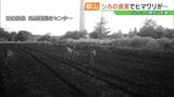 【絶景が一転】ヒマワリ「全滅」の衝撃…観光名所の高原襲った“シカ”の猛威 福島・郡山市 | 福島のニュース│TUF