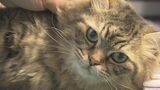 「ニャンとも可愛らしい」ねこ駅員見習い「そら」「りく」お披露目　福島・会津若松市　芦ノ牧温泉駅　|　福島のニュース│TUF