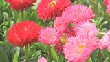 多種多様な花や苗木を販売 春恒例の「おおいた人とみどりふれあいいち」5年ぶり通常開催 | 大分のニュース|OBS NEWS|大分放送