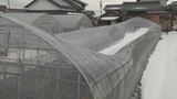 大雪被害・資材高騰ダブルパンチ…ビニールハウス全壊で農家は「絶望的な状況」　|　BSSニュース | BSS山陰放送