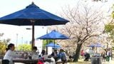 雲一つない青空 今年はまだ楽しめる甲突川の桜、いつまで? 12日は雨も | 鹿児島のニュース|MBC NEWS|南日本放送