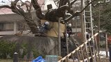 裁判所の「石割桜」が冬の装いに 国の天然記念物に恒例の“雪囲い” 盛岡市|TBS NEWS DIG
