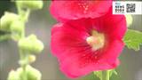 沿道に“500株”の花が咲き誇る 「タチアオイ」見ごろ 町内会有志が育てました!|TBS NEWS DIG