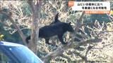 住宅の柿の木から降りられなくなったクマ「いい餌場を見つけている」専門家指摘「冬眠に入る時期遅れる可能性」 | 宮城のニュース│tbc NEWS│tbc東北放送