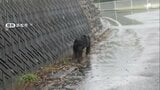「秋田とか山形の話だと思っていたが遠州でクマが出るなんて」浜松市浜名区の道路でクマの目撃情報 体長は1メートルほど...通行人が民家の近くを歩く姿を撮影　|　静岡のニュース | SBSNEWS | 静岡放送
