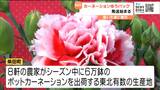 「花いっぱいの幸せを全国の家庭に届けたい」母の日前にカーネーション初出荷 宮城・柴田町 | 宮城のニュース│tbc NEWS│tbc東北放送