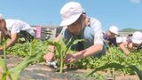 小学生が白いトウモロコシ「白雪姫」を育てる作業を体験 大分 | 大分のニュース|OBS NEWS|大分放送
