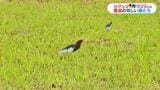 かごしま南北600キロ　珍鳥アカガシラサギとオウチュウの舞い　|　鹿児島のニュース｜MBC NEWS｜南日本放送