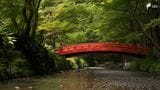 「神社の夏を楽しんで」涼を求めて静岡県森町の小國神社へ 約1000本の『青もみじ』が見頃です【くるちゃんさんぽ】|TBS NEWS DIG