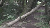 8月1日の激しい降雨で園内の川が増水し倒木被害 山梨市・万力公園 | 山梨のニュース | UTYテレビ山梨