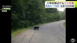 【クマ】道路に現れた1頭の「ツキノワグマ」撮影者が乗った車を見ると… 青森市・十和田市の山間部を中心に目撃情報100件超 八甲田周辺でも連日 | 青森のニュース│ATV NEWS│青森テレビ