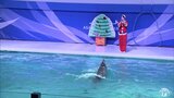 サンタの相棒がイルカ?? 水族館でクリスマスにあわせたイルカショー開催　青森県青森市|TBS NEWS DIG