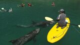 台風13号(ドルフィン)の接近予想で「クジラと泳げる海水浴場」が夏イベント一時中止 2頭のハナゴンドウ10人がかりで抱え博物館内のいけすへ|TBS NEWS DIG