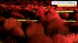 コキア6000株のだんだん畑などをライトアップ　21日と28日には花火の打ち上げも　宮城・川崎町|TBS NEWS DIG