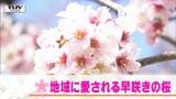 地域に愛される早咲きの桜「奥丁字桜」今年も満開に | 山形のニュース│TUYテレビユー山形
