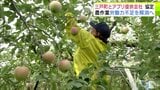 青森県三戸町が「タイミー」提供の会社と初の協定 『短時間のアルバイト』で農作業の労働力不足を解消へ 県内外から応募あり2日余で定員に達するなどの成果も|TBS NEWS DIG