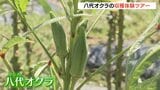 但馬の伝統野菜「八代オクラ」の収穫体験　生で食べられて「柔らかい」　兵庫・豊岡市　|　MBSニュース | 関西の最新ニュースを分かりやすく。