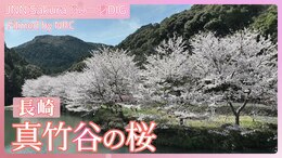湖畔の桜吹雪 長崎・真竹谷の桜【JNN sakuraドローンDIG 2025】|TBS NEWS DIG