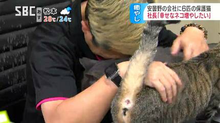 うちの会社は猫優先なんで…」迷い込んだ子猫が住み始めて