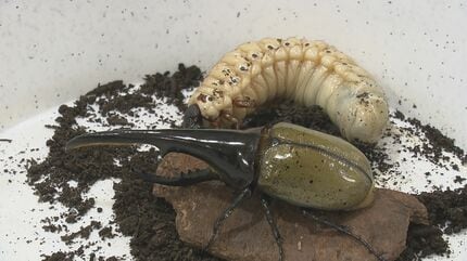 世界最大級のカブトムシ「ヘラクレスオオカブト」養殖に成功 幼虫は