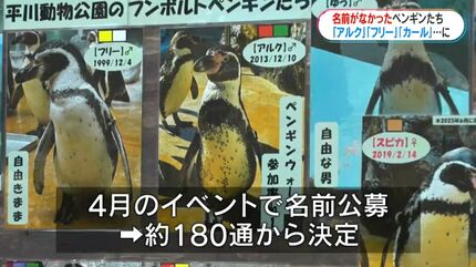 開園以来初“ペンギンに命名” くちばしカールは「カール」自由気ままは
