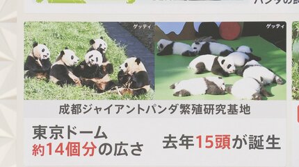 上野動物園のパンダ「シャンシャン」 涙の最終観覧 今後、中国でどんな