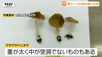 毒キノコの見分け方を専門家に聞く 身近なキノコの中に潜む 