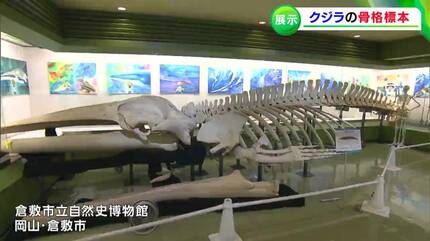 骨格 標本 鯨 化石 海 博物 アンティーク 脊椎 縁起物 ビーチコーミング 骨格 標本 鯨 化石 海 博物 アンティーク 脊椎 縁起物