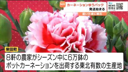 花いっぱいの幸せを全国の家庭に届けたい」母の日前にカーネーション初