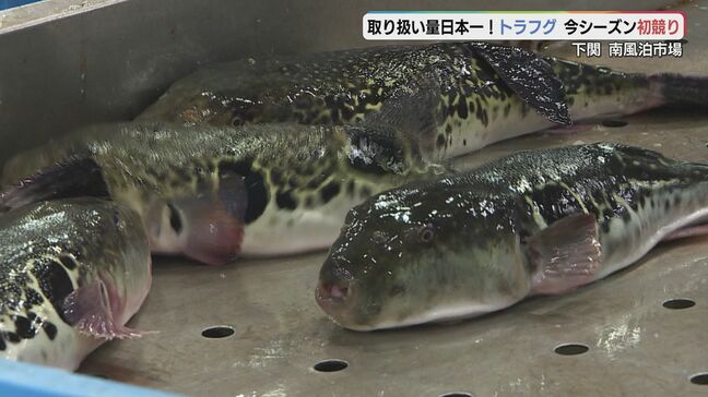 シーズン到来！フグの初競り「秋の深まりとともにおいしく」初日は天然もの３５０キロ・養殖もの３００キロ！最高値は１キロあたり１万７０００円|TBS NEWS DIG