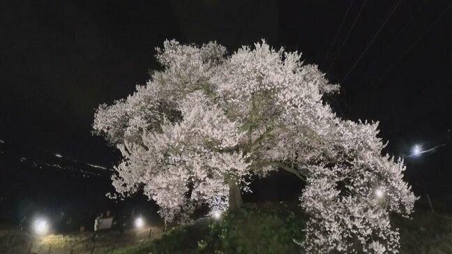 【満開】高さ17mの一本桜が見ごろ 夜はライトアップで幽玄な雰囲気に 山梨・わに塚のサクラ|TBS NEWS DIG