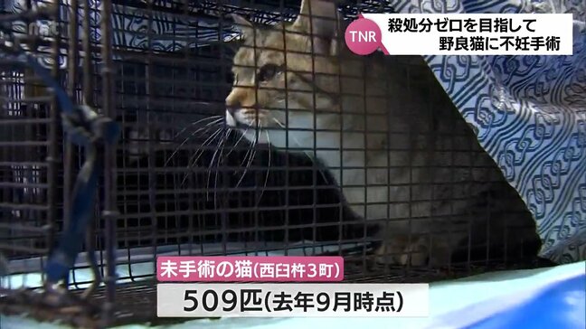 殺処分ゼロを目指して 野良猫など不妊手術を行い戻す「TNR活動」 西臼杵郡3町で始まる|TBS NEWS DIG