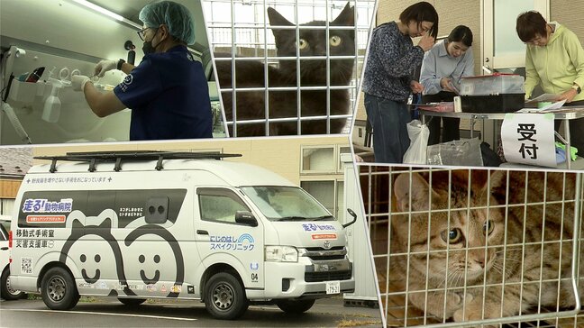 ネコ殺処分ゼロを目指して　移動式手術車を活用した不妊去勢手術の取組始まる　盛岡市|TBS NEWS DIG