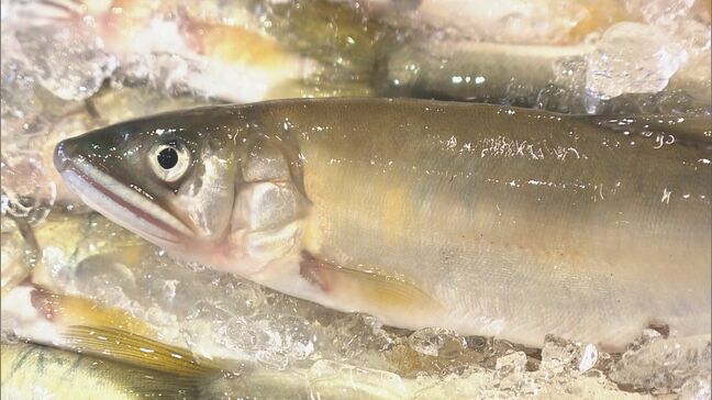 ｢天然アユ｣ 1995年は6万円→35万円に！31年ぶり最高値 うなぎ料理店で天ぷらとして振る舞われる予定 ｢朝から緊張…落とせなかったら大変｣ |TBS NEWS DIG