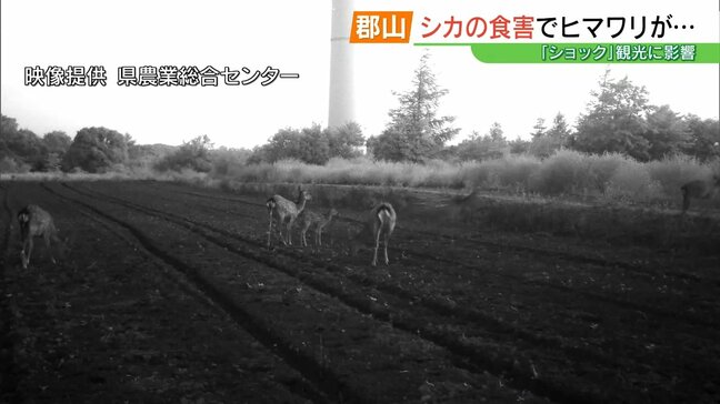 【絶景が一転】ヒマワリ「全滅」の衝撃…観光名所の高原襲った“シカ”の猛威 福島・郡山市|TBS NEWS DIG