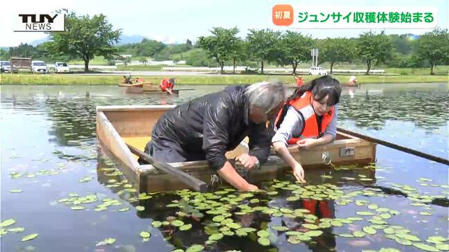 初夏の味覚ジュンサイ　美味しさの秘密は寒天質の "ヌル"　コツをつかんで初心者でも楽しく収穫体験！ポン酢と一緒に食べると絶品！（山形・村山市）|TBS NEWS DIG