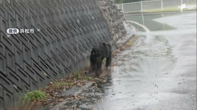 「秋田とか山形の話だと思っていたが遠州でクマが出るなんて」浜松市浜名区の道路でクマの目撃情報 体長は1メートルほど...通行人が民家の近くを歩く姿を撮影|TBS NEWS DIG