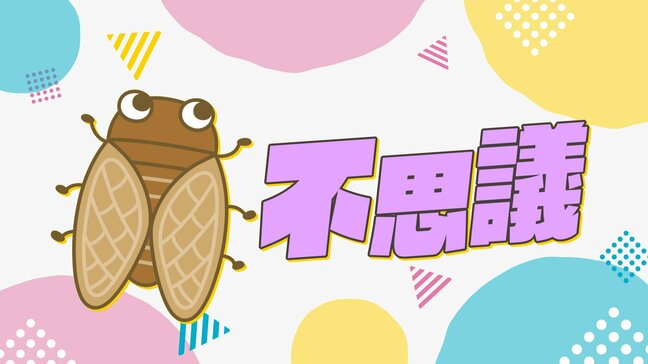 【セミ】「地上での命は１週間っていうけどホント？」実は・・・身近だけど意外と知らないセミの世界|TBS NEWS DIG