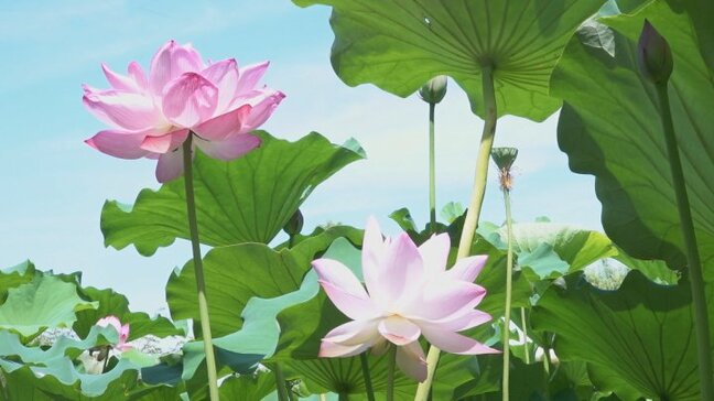 水面いっぱいに広がるハスの花 大輪が訪れる人を楽しませる 山梨・玉穂ふるさとふれあい広場|TBS NEWS DIG